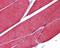 Actin Alpha 1, Skeletal Muscle antibody, GTX101362, GeneTex, Immunohistochemistry paraffin image 