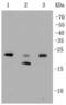 Ras Homolog Family Member C antibody, NBP2-67325, Novus Biologicals, Western Blot image 