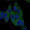 Phosphodiesterase 3B antibody, HPA056111, Atlas Antibodies, Immunofluorescence image 