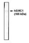 Structural Maintenance Of Chromosomes 1A antibody, orb108807, Biorbyt, Western Blot image 