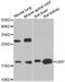 Gastrin Releasing Peptide antibody, MBS129804, MyBioSource, Western Blot image 