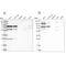 Polyribonucleotide Nucleotidyltransferase 1 antibody, NBP2-38211, Novus Biologicals, Western Blot image 