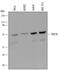 T-Box 18 antibody, MAB6337, R&D Systems, Western Blot image 