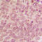 p53 antibody, LS-C352990, Lifespan Biosciences, Immunohistochemistry frozen image 