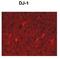 Parkinsonism Associated Deglycase antibody, NB300-270, Novus Biologicals, Immunohistochemistry paraffin image 