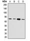 Hepatic And Glial Cell Adhesion Molecule antibody, LS-C668589, Lifespan Biosciences, Western Blot image 