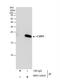 Cysteine And Glycine Rich Protein 1 antibody, NBP2-14919, Novus Biologicals, Immunoprecipitation image 