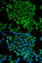 Glutaredoxin antibody, 19-582, ProSci, Immunofluorescence image 