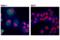 Cellular Communication Network Factor 2 antibody, 86641S, Cell Signaling Technology, Immunofluorescence image 