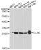 Cyclin C antibody, A6545, ABclonal Technology, Western Blot image 