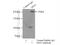 MIA SH3 Domain ER Export Factor 3 antibody, 17481-1-AP, Proteintech Group, Immunoprecipitation image 