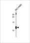 Ribosomal Protein S21 antibody, 60-999, ProSci, Western Blot image 