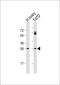 Folliculogenesis Specific BHLH Transcription Factor antibody, 59-597, ProSci, Western Blot image 
