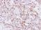 Inhibin Subunit Beta A antibody, NBP1-30928, Novus Biologicals, Immunohistochemistry frozen image 
