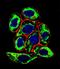 Paired Box 6 antibody, LS-C163393, Lifespan Biosciences, Immunofluorescence image 