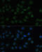 CAMP Responsive Element Binding Protein 1 antibody, 14-360, ProSci, Immunofluorescence image 