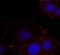 Protein Tyrosine Kinase 2 antibody, PA5-37706, Invitrogen Antibodies, Immunofluorescence image 