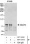 Nuclear Receptor Coactivator 4 antibody, NBP1-28681, Novus Biologicals, Immunoprecipitation image 