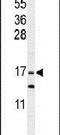 Glia Maturation Factor Gamma antibody, PA5-26002, Invitrogen Antibodies, Western Blot image 
