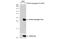 PYD And CARD Domain Containing antibody, GTX133582, GeneTex, Western Blot image 