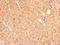 Galactose Mutarotase antibody, NBP2-16593, Novus Biologicals, Immunohistochemistry frozen image 