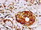 Filamin A antibody, LS-C674971, Lifespan Biosciences, Immunohistochemistry paraffin image 
