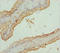 Ring Finger Protein 34 antibody, LS-C676408, Lifespan Biosciences, Immunohistochemistry paraffin image 