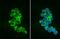 Peroxisomal Biogenesis Factor 19 antibody, NBP2-43544, Novus Biologicals, Immunofluorescence image 