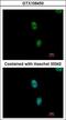 Splicing Factor 3b Subunit 3 antibody, LS-C185812, Lifespan Biosciences, Immunocytochemistry image 