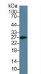 CD160 antigen antibody, LS-C374047, Lifespan Biosciences, Western Blot image 