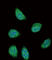 Serpin Family A Member 6 antibody, abx025878, Abbexa, Western Blot image 