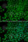 RNA Polymerase I And III Subunit C antibody, A0269, ABclonal Technology, Immunofluorescence image 