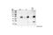 Activating Transcription Factor 2 antibody, 9221L, Cell Signaling Technology, Western Blot image 