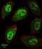 Apurinic/Apyrimidinic Endodeoxyribonuclease 2 antibody, GTX80642, GeneTex, Immunofluorescence image 