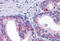 Solute Carrier Family 39 Member 3 antibody, MBS243957, MyBioSource, Immunohistochemistry frozen image 