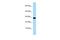 Ring Finger Protein 11 antibody, PA5-69215, Invitrogen Antibodies, Western Blot image 