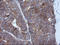 HRas Proto-Oncogene, GTPase antibody, LS-C174464, Lifespan Biosciences, Immunohistochemistry frozen image 