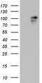 Beaded Filament Structural Protein 1 antibody, TA804135, Origene, Western Blot image 