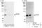 CBFA2/RUNX1 Partner Transcriptional Co-Repressor 2 antibody, NBP1-97748, Novus Biologicals, Immunoprecipitation image 