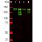 Neurofilament Heavy antibody, M05307-6, Boster Biological Technology, Western Blot image 