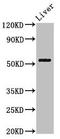 Meis Homeobox 2 antibody, LS-C670446, Lifespan Biosciences, Western Blot image 