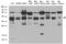 Replication Factor C Subunit 2 antibody, LS-C800121, Lifespan Biosciences, Western Blot image 