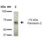 Pannexin 2 antibody, SMC-420D-STR, StressMarq, Western Blot image 