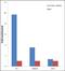 SMAD2 antibody, 51-1300, Invitrogen Antibodies, Chromatin Immunoprecipitation image 