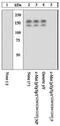 c-met antibody, 44-888G, Invitrogen Antibodies, Western Blot image 