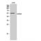 CD3e Molecule Associated Protein antibody, LS-C382543, Lifespan Biosciences, Western Blot image 