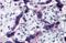 Tau Tubulin Kinase 2 antibody, A05821, Boster Biological Technology, Immunohistochemistry paraffin image 