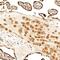 RAS Related antibody, NB100-56161, Novus Biologicals, Immunohistochemistry paraffin image 