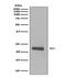 Caveolin 1 antibody, M00179, Boster Biological Technology, Western Blot image 