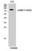 MRE11 Homolog, Double Strand Break Repair Nuclease antibody, A32234S264, Boster Biological Technology, Western Blot image 